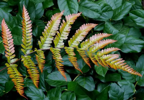 Photo of Dryopteris erythrosora - Close up of Fronds:James Gaither