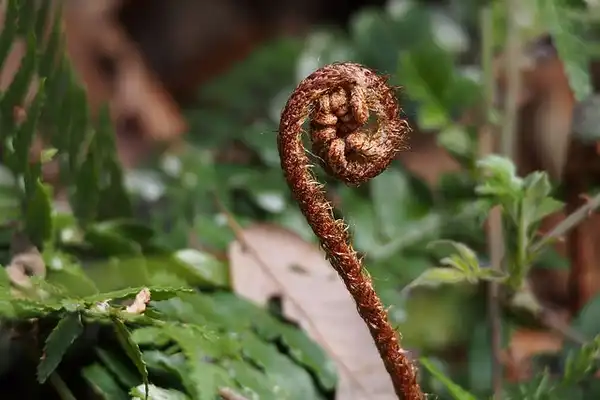 Photo of Dryopteris erythrosora - Fiddlehead:harum koh