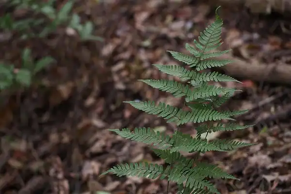 Photo of Dryopteris erythrosora - Fronds:harum koh