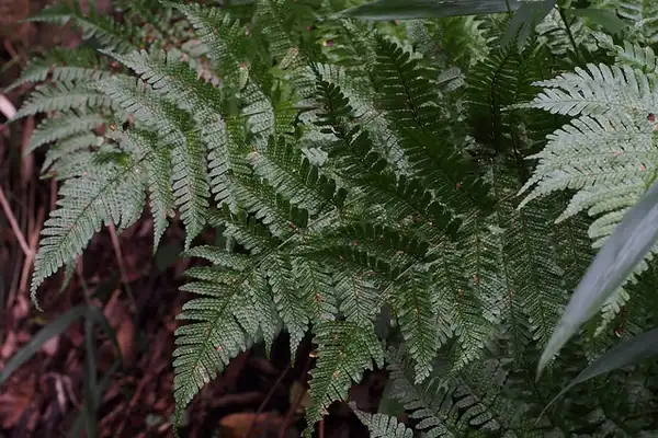 Photo of Dryopteris erythrosora - Fronds:harum koh