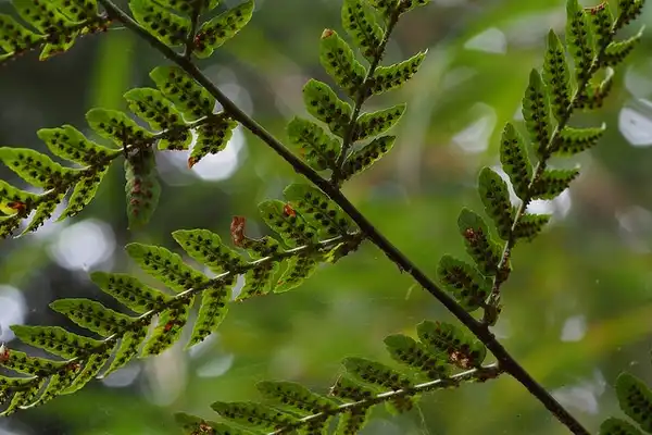 Photo of Dryopteris erythrosora - Fronds:harum koh