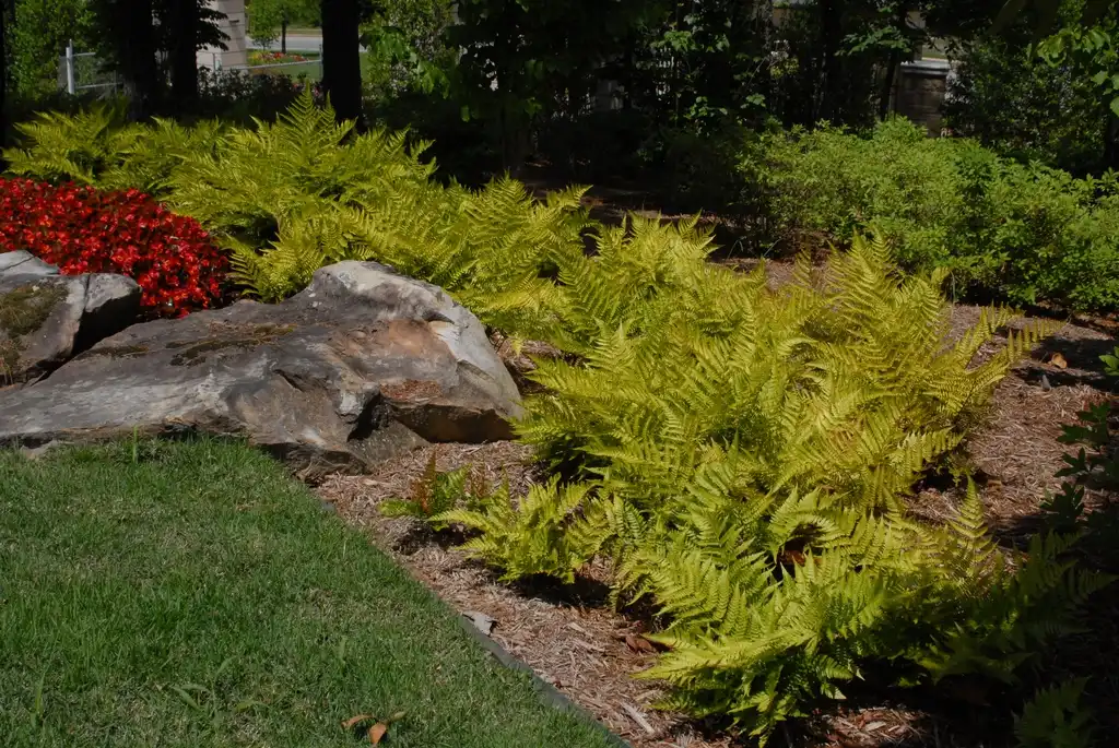 Photo of Dryopteris erythrosora - Inside in Garden:Jim Robbins
