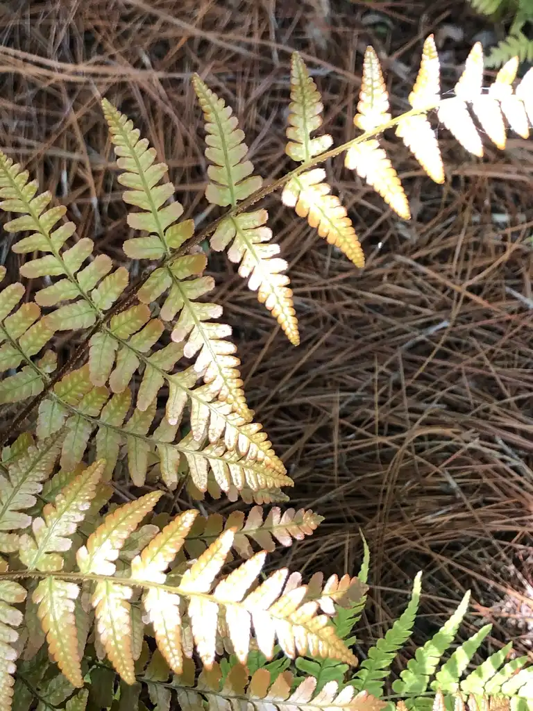 Photo of Dryopteris erythrosora - 'Brilliance' Leaves Close-up (Warren County, NC):Cathy Dewitt