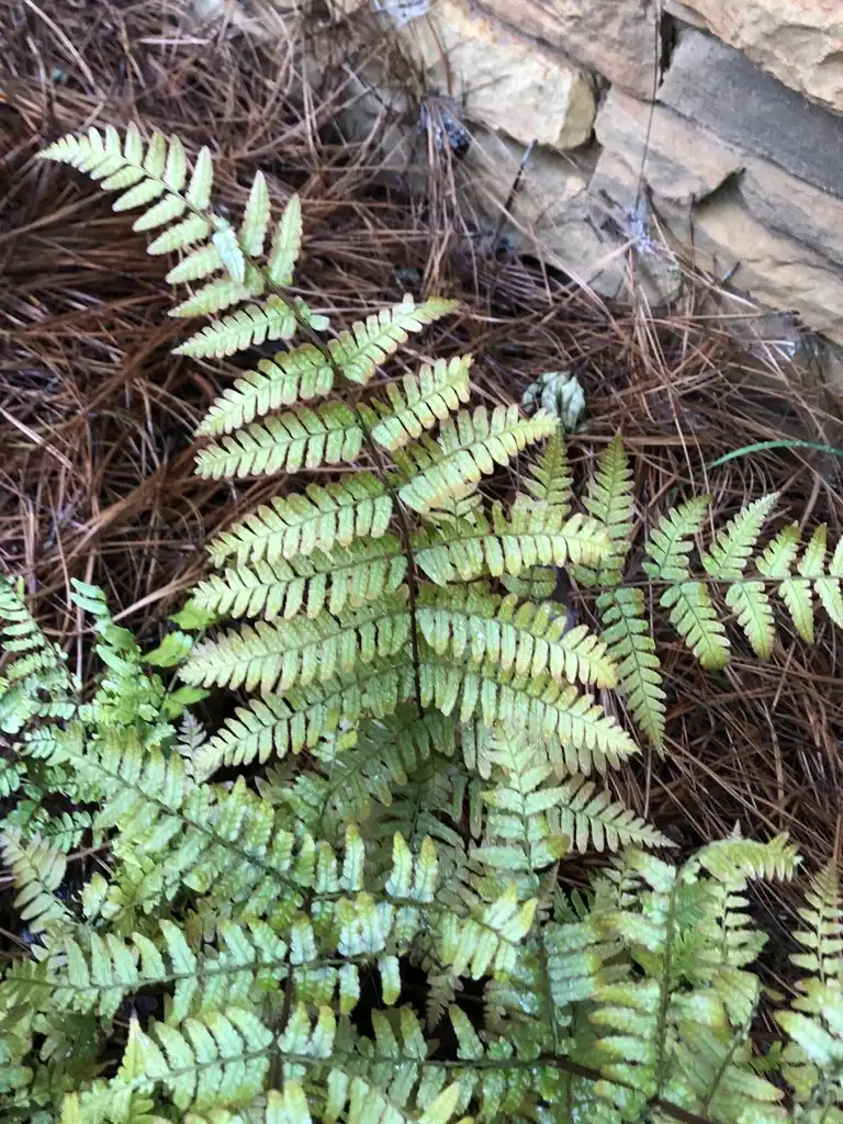 Photo of Dryopteris erythrosora - 'Brilliance' Leaves (Warren County,NC):Cathy Dewitt