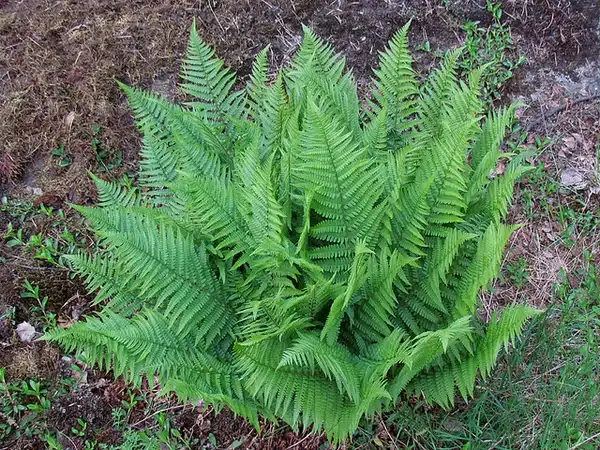 Фото Dryopteris filix-mas (Dryopteris filix-mass)