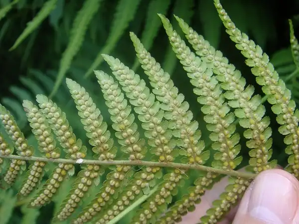 Фото Dryopteris filix-mas - Close up of Fronds:Camelia TWU