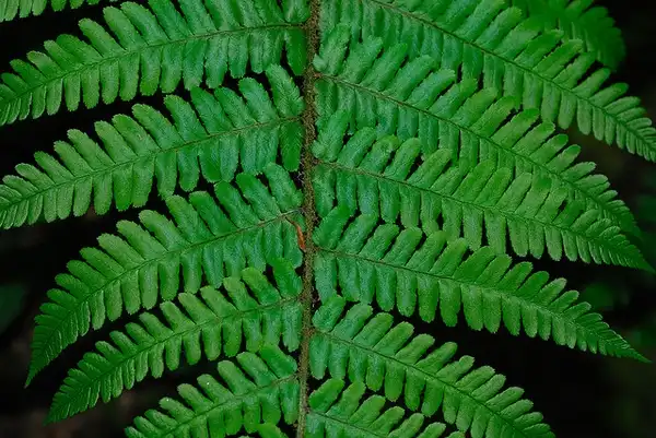 Фото Dryopteris filix-mas - Close up of Fronds:Nicholas Turland