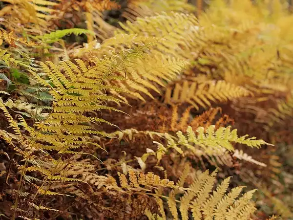 Фото Dryopteris filix-mas - Spores on Fronds:Hermann Falkner