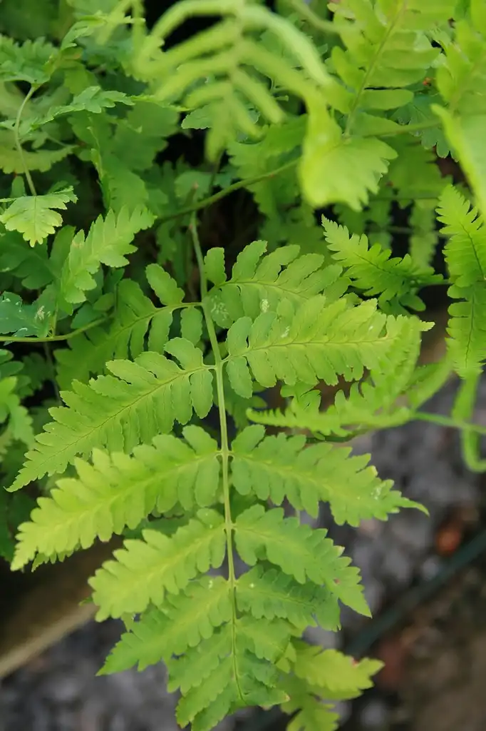 Фото Dryopteris goldieana (Dryopteris goldieanas)