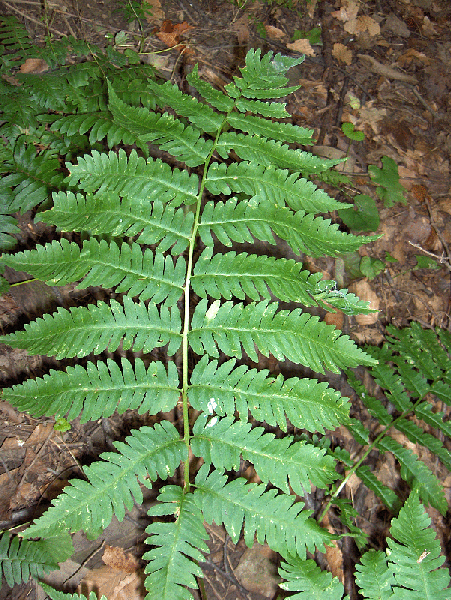 Фото Dryopteris goldieana (Dryopteris goldieanas)