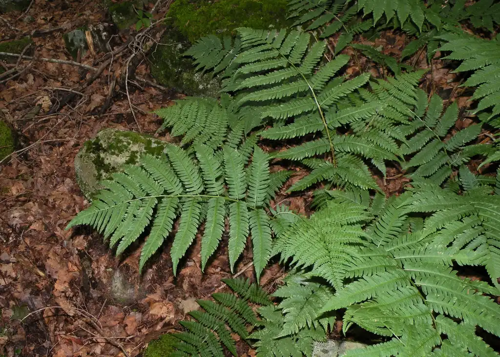 Фото Dryopteris goldieana - Form:Doug McGrady
