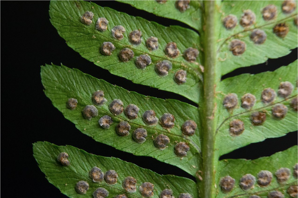 Фото Dryopteris goldieana - Sori on back of frond:Wasp32