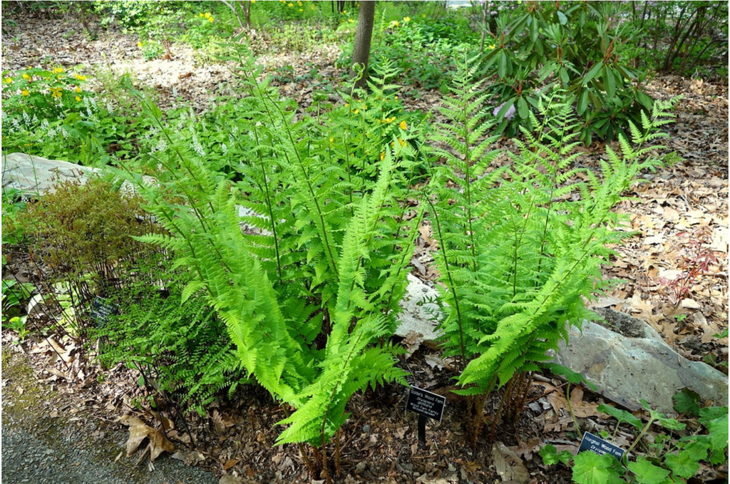 Фото Dryopteris goldieana - Form:Daderot