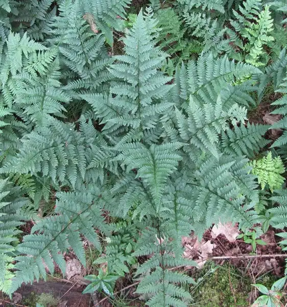 Photo of Dryopteris intermedia (Dryopteris intermedias)