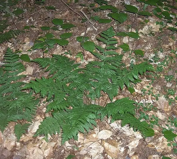 Photo of Dryopteris intermedia (Dryopteris intermedias)