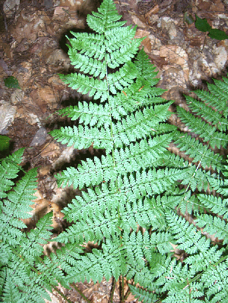 Photo of Dryopteris intermedia - Spores on Fronds:Homer Edward Price
