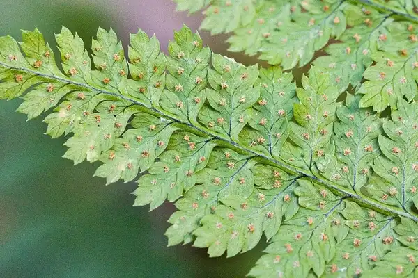 Photo of Dryopteris intermedia - Close up of Fronds:Ken- chi Ueda