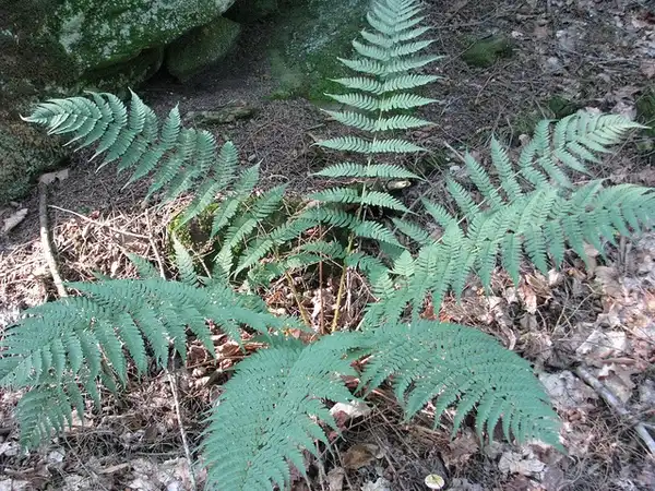 Photo of Dryopteris marginalis (Dryopteris marginaliss)