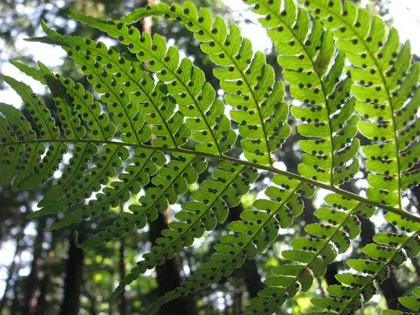 Photo of Dryopteris marginalis (Dryopteris marginaliss)