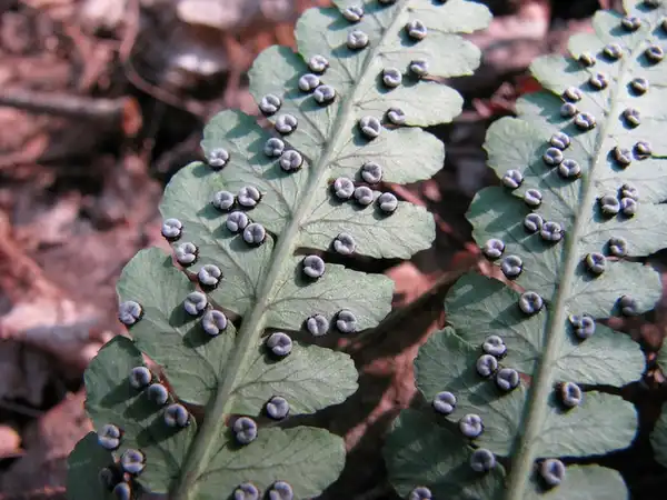 Photo of Dryopteris marginalis - Spores on Fronds:Kerry Woods