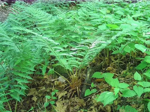 Photo of Dryopteris marginalis - Form:desultrix
