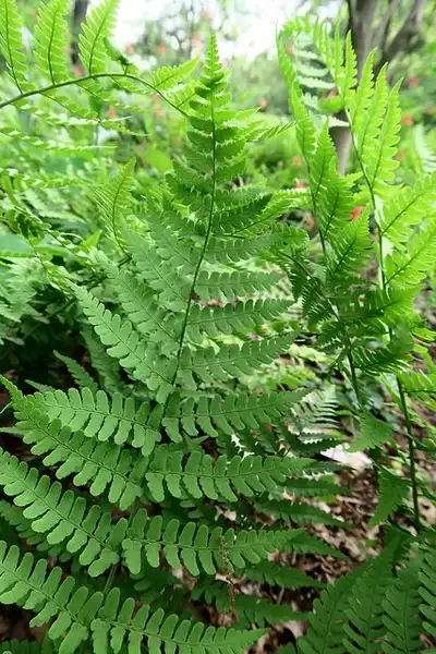 Photo of Dryopteris marginalis - Fronds:Kristine Paulus
