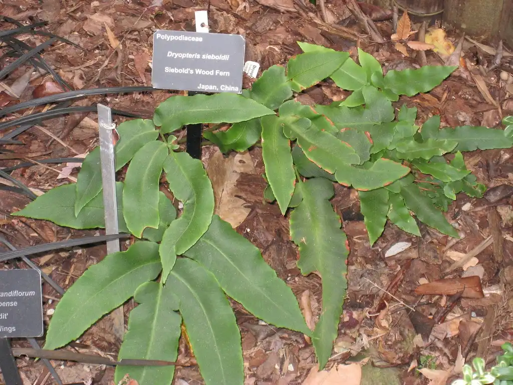 Foto de Dryopteris sieboldii (Dryopteris sieboldiis)