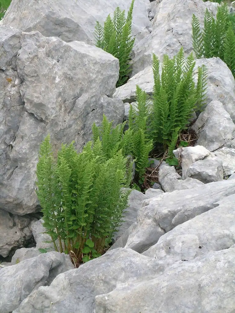 Foto de Dryopteris villarii (Dryopteris villariis)