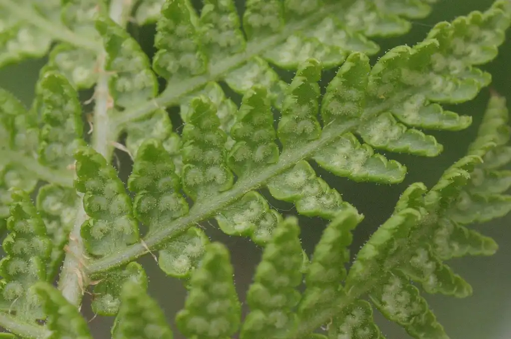 Foto de Dryopteris villarii (Dryopteris villariis)