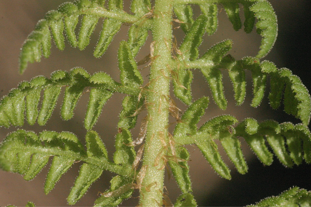 Foto de Dryopteris villarii - Close up of Fronds:Hermann Schachner