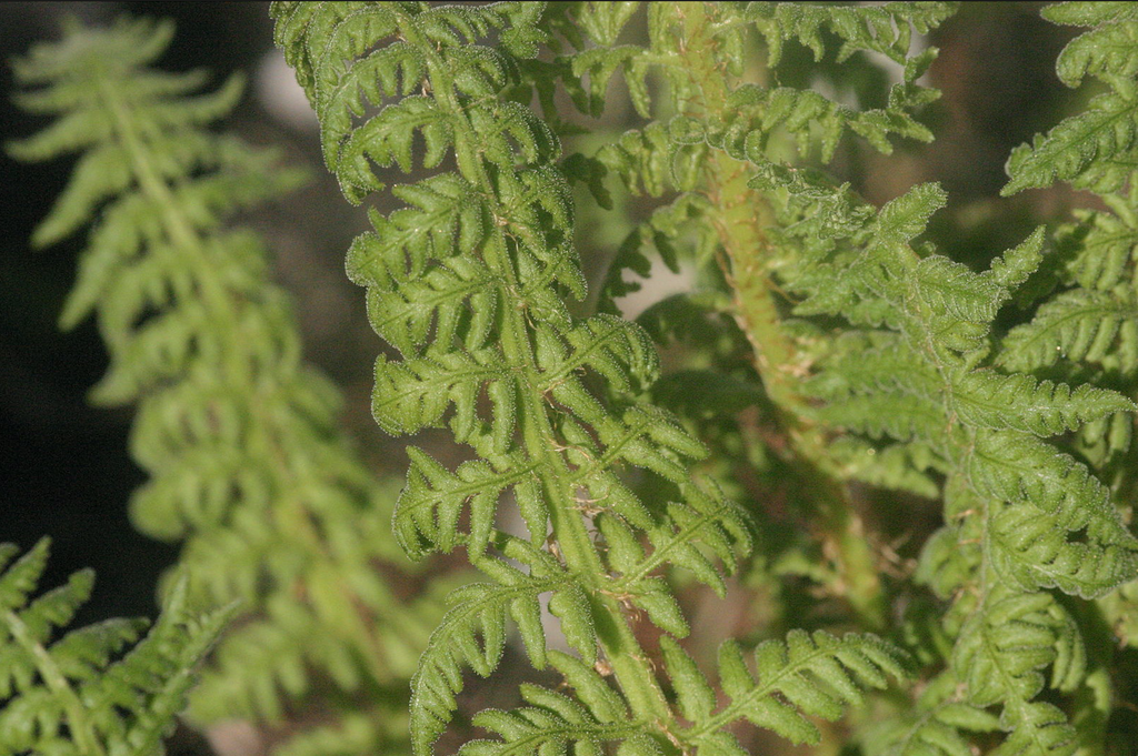 Foto de Dryopteris villarii - Fronds:Hermann Schachner