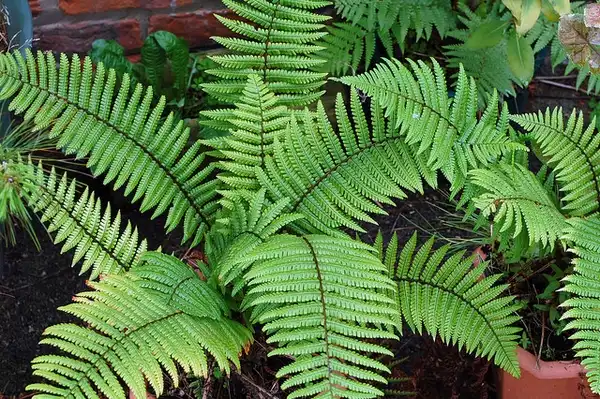 Photo of Dryopteris wallichiana (Dryopteris wallichianas)