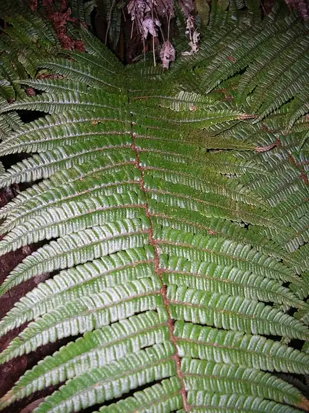 Photo of Dryopteris wallichiana (Dryopteris wallichianas)
