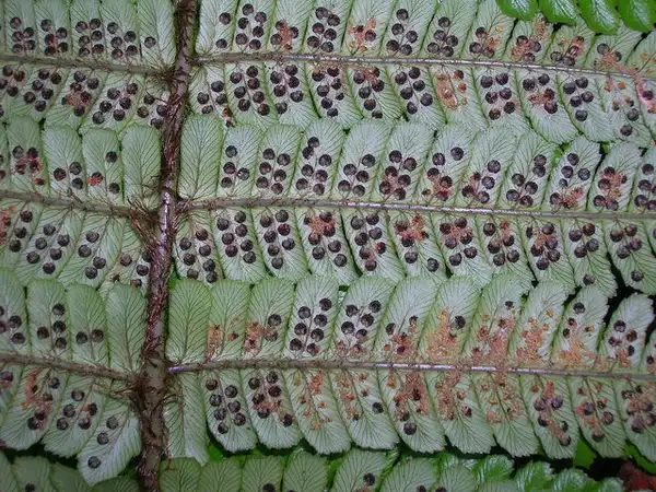 Photo of Dryopteris wallichiana - Spores on back of leaf:Forest and Kim Starr