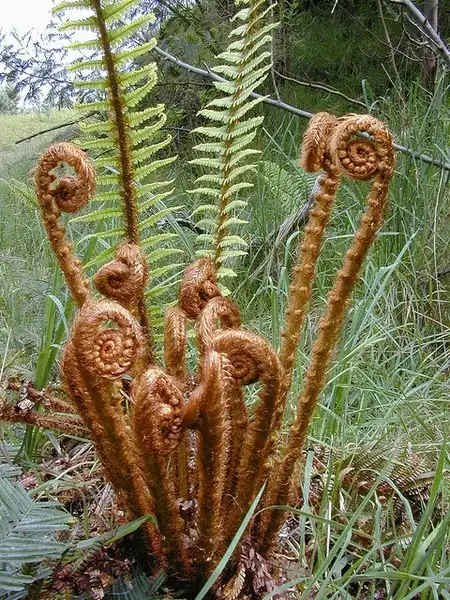 Photo of Dryopteris wallichiana - Uncurling frond:Forest and Kim Starr