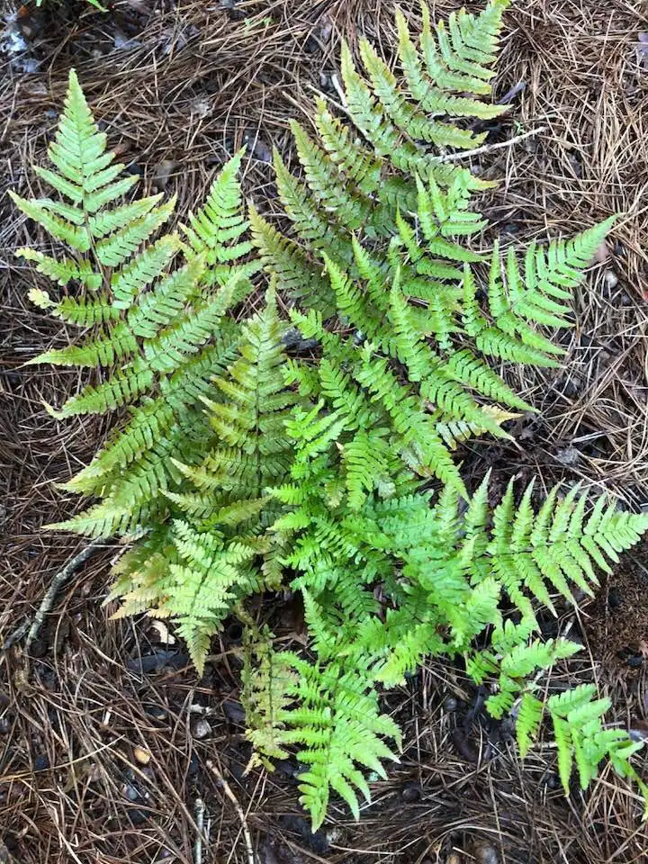 Фото Dryopteris (Dryopteriss)