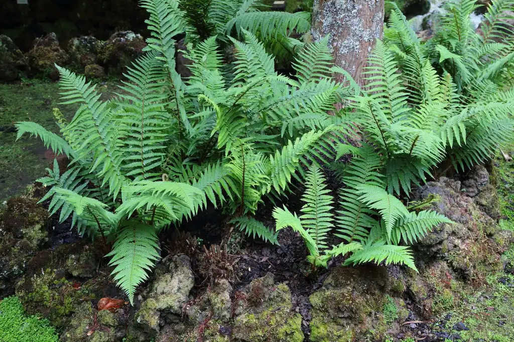 Фото Dryopteris (Dryopteriss)
