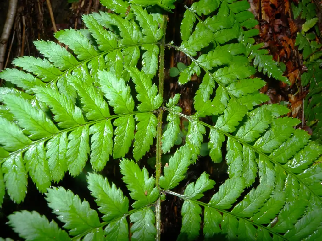 Фото Dryopteris - Stem and leaf:MurielBendel