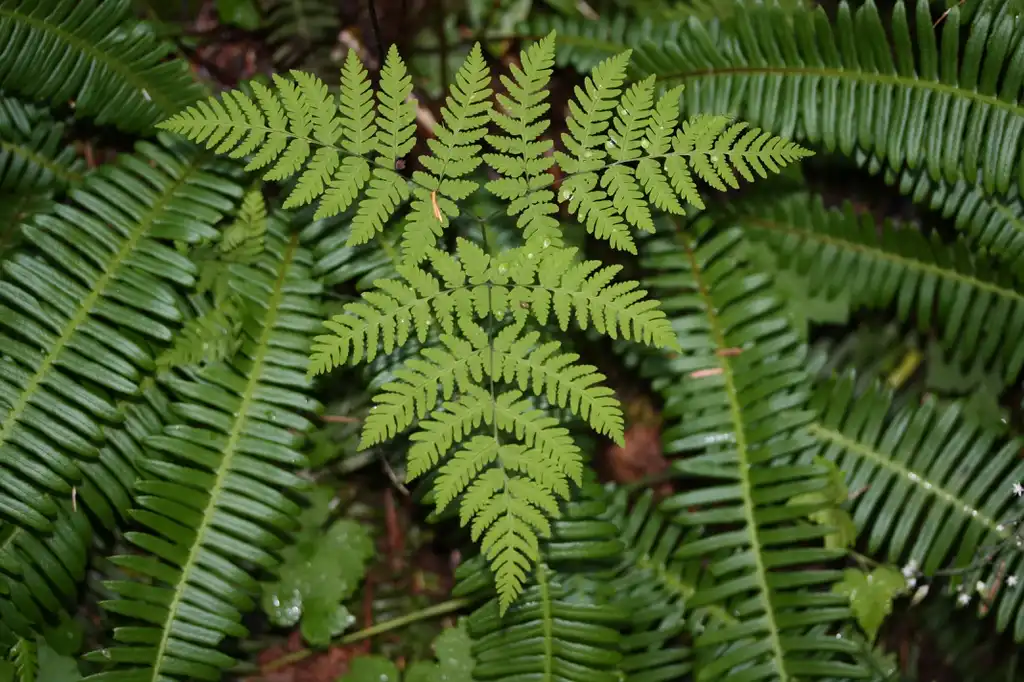 Фото Dryopteris - Leaf detail:Walter Siegmund (talk)