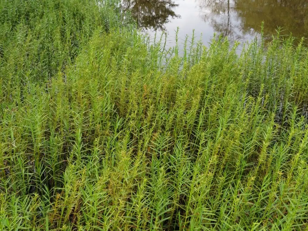Photo of Dulichium arundinaceum var. arundinaceum (Dulichium arundinaceum var. arundinaceums)