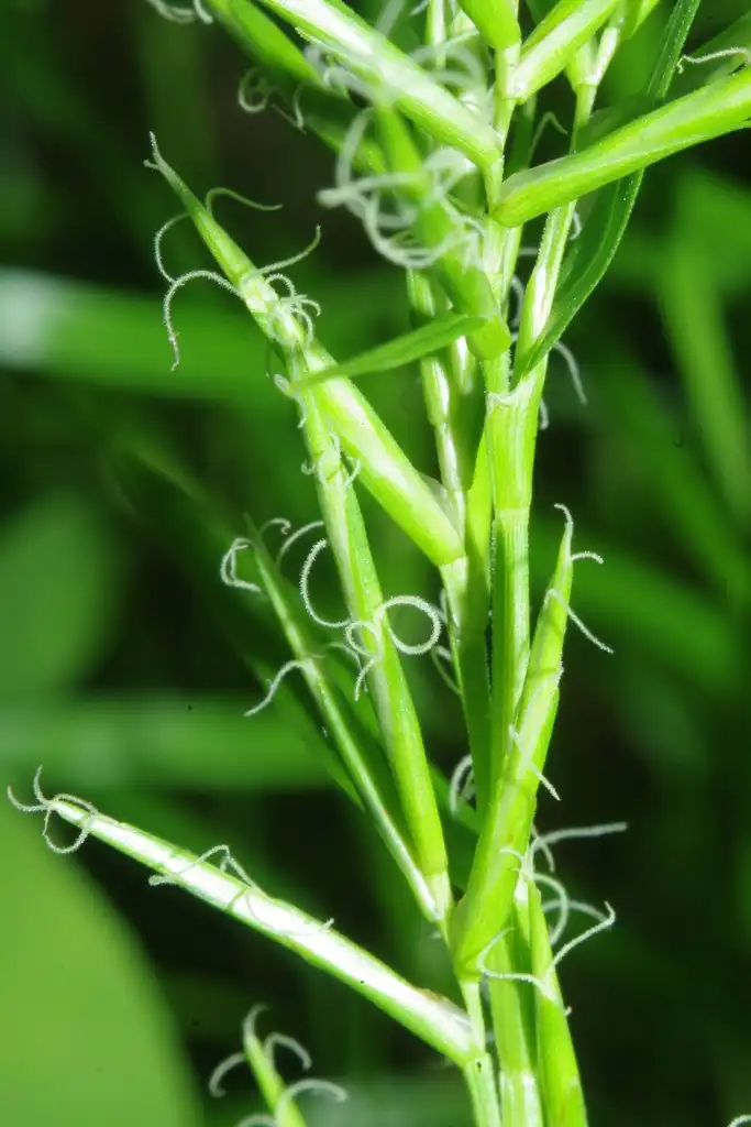 Photo of Dulichium arundinaceum var. arundinaceum (Dulichium arundinaceum var. arundinaceums)