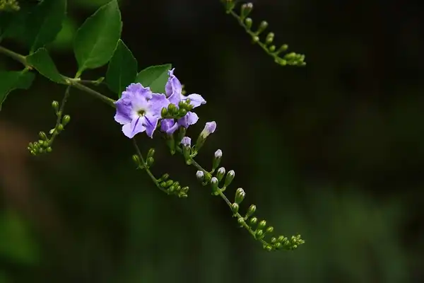 Foto de Duranta erecta (Duranta erectas)