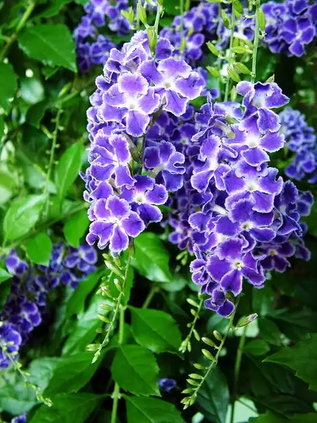 Foto de Duranta erecta (Duranta erectas)