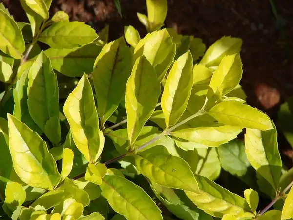 Foto de Duranta erecta - leaves:Forest-and-Kim-Starr