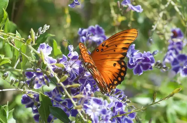 Foto de Duranta erecta - leaves and flowers:Jon Sullivan
