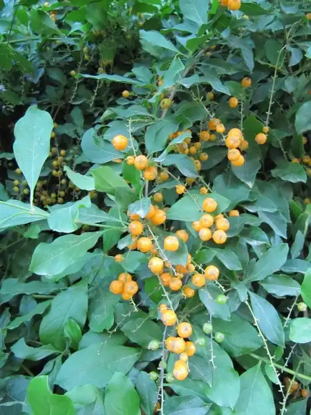 Foto de Duranta erecta - leaves and flowers:Leonora-Enking