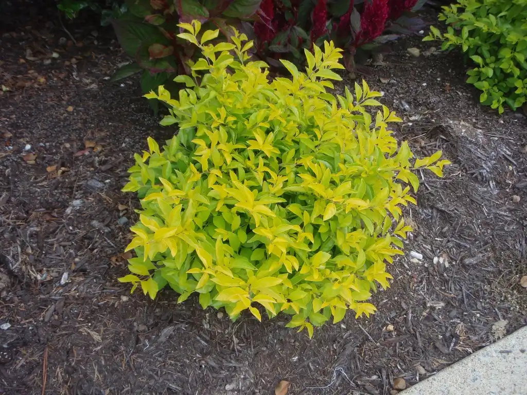 Foto de Duranta erecta - 'Cuban Gold' Form:Jim Robbins