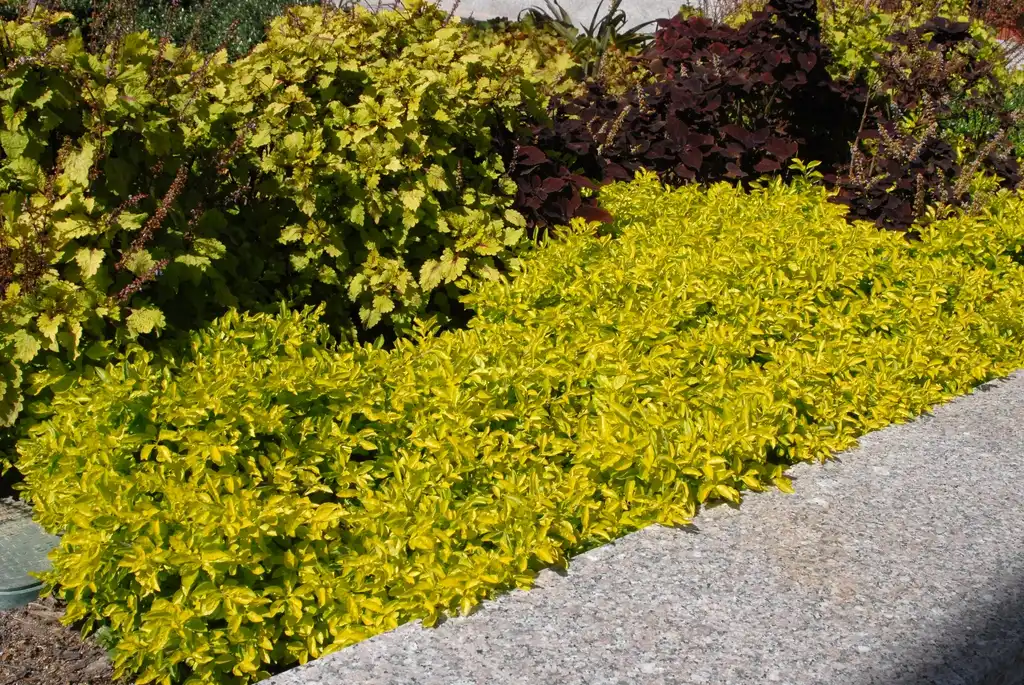 Foto de Duranta erecta - 'Cuban Gold' Plantation:Jim Robbins