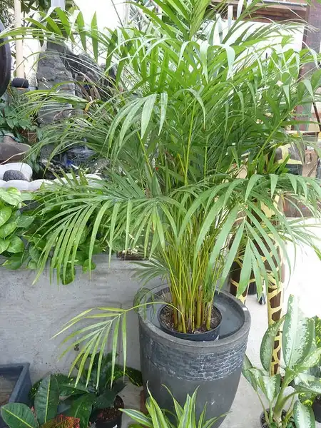 Photo of Dypsis lutescens (Dypsis lutescenss)