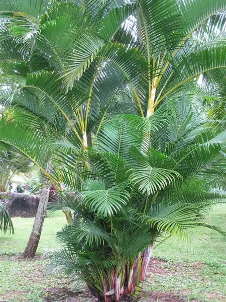 Photo of Dypsis lutescens (Dypsis lutescenss)